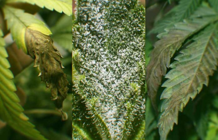Protecting Your Cannabis From Mold: How To Spot It And Prevent It