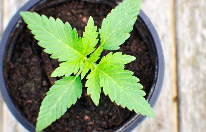 Where Can I Grow My Own Medical Marijuana?