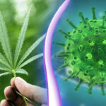 Researchers-Discover-Possible-Defense-Against-COVID-19-CBD-Cannabis-Extract