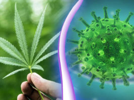 Researchers-Discover-Possible-Defense-Against-COVID-19-CBD-Cannabis-Extract